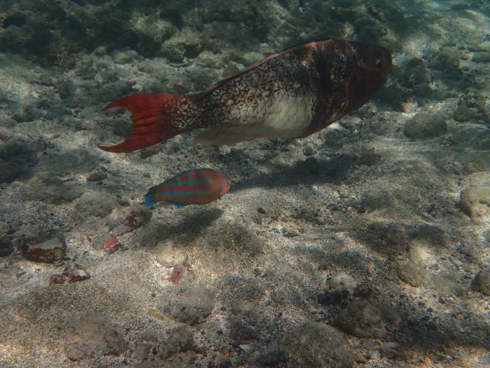Poisson-perroquet