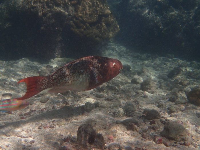 Poisson-perroquet