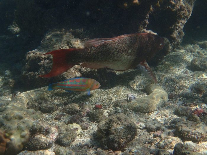 Thalassoma trilobatum