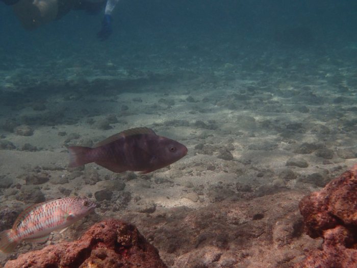 Poisson-perroquet