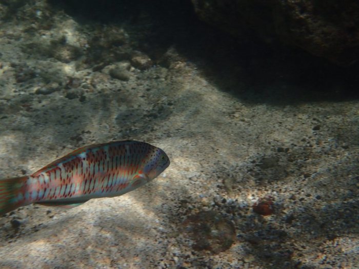 Thalassoma trilobatum