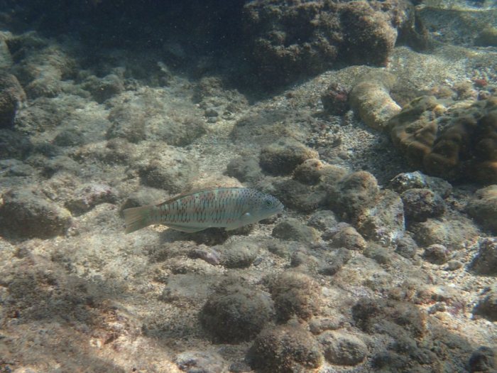 Thalassoma trilobatum