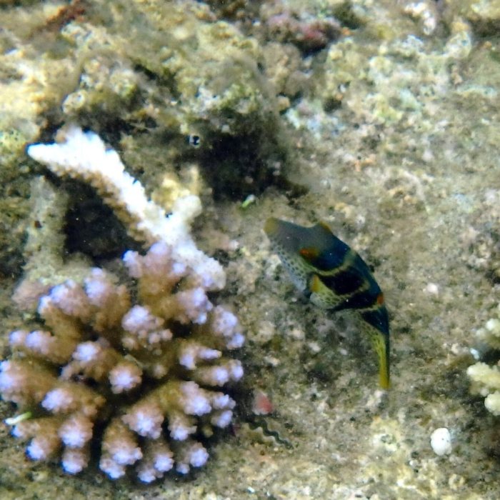 Canthigaster valentini