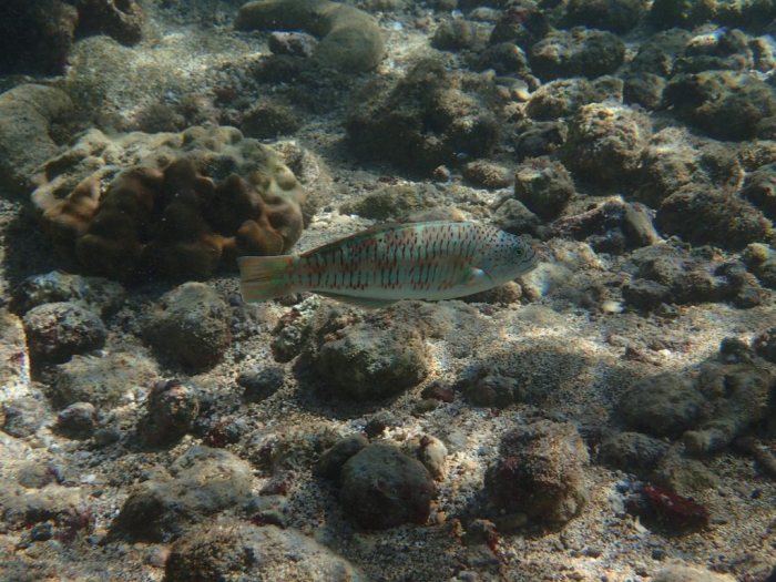 Thalassoma trilobatum