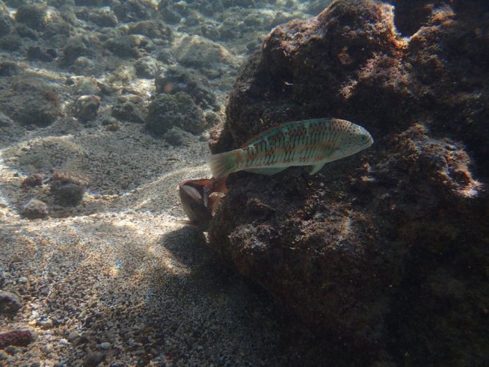 Thalassoma trilobatum