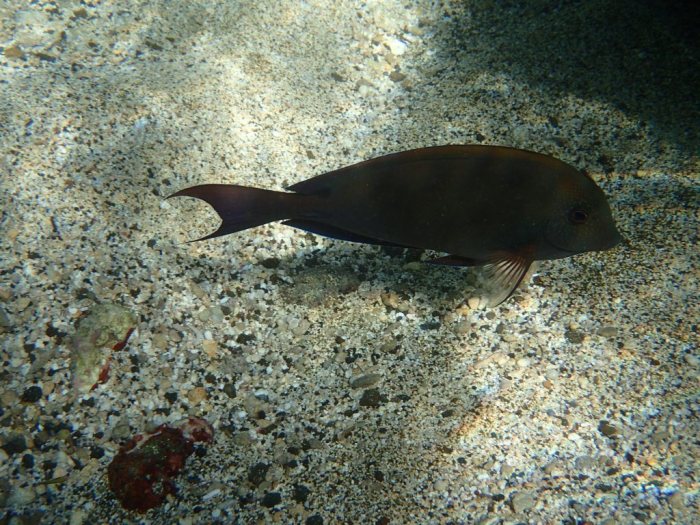 Poisson-chirurgien