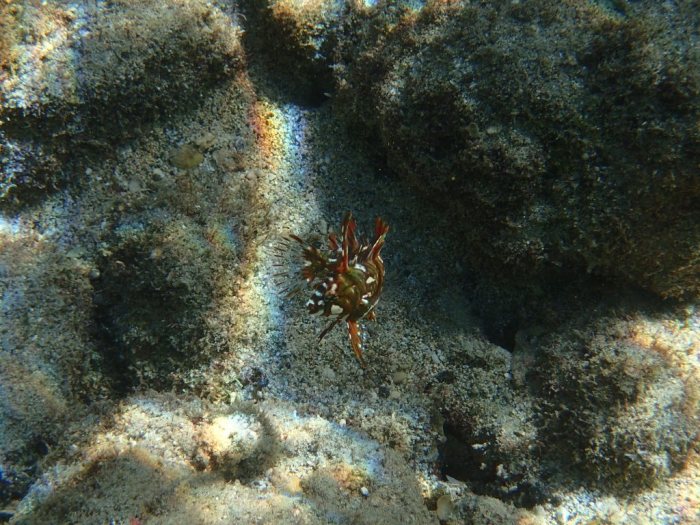 Novaculichthys taeniourus