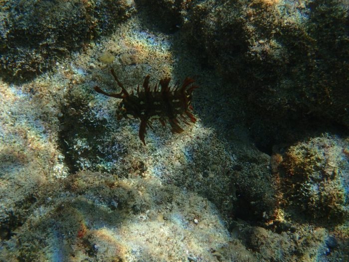 Novaculichthys taeniourus