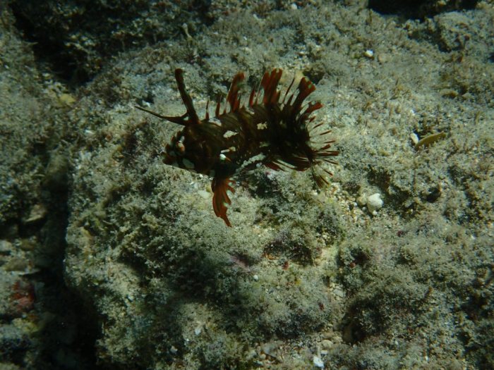 Novaculichthys taeniourus
