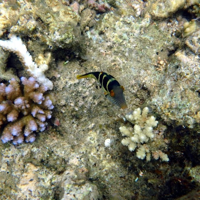 Canthigaster valentini