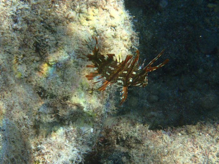 Novaculichthys taeniourus