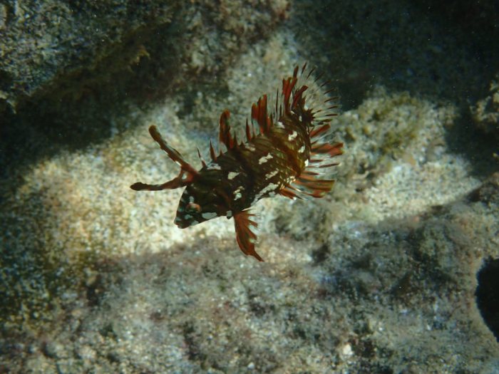 Novaculichthys taeniourus