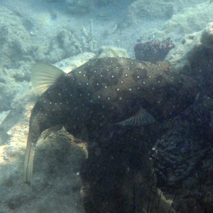 Arothron hispidus
