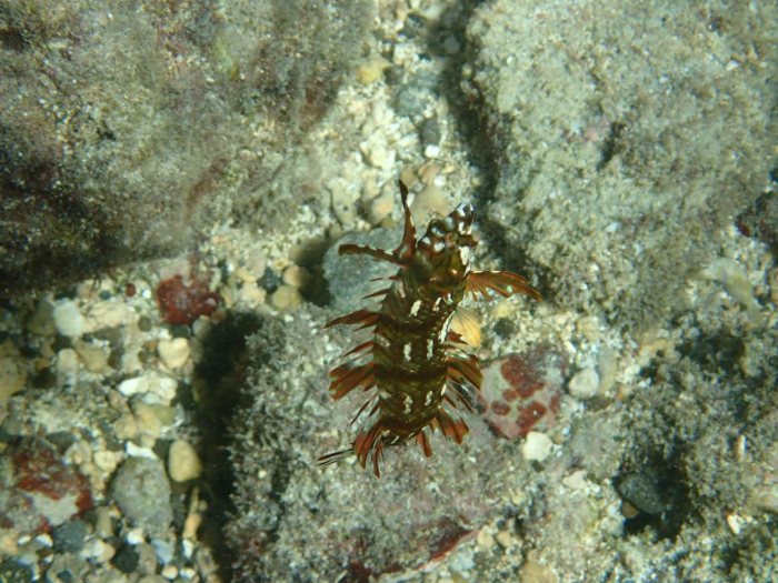 Novaculichthys taeniourus