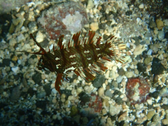 Novaculichthys taeniourus