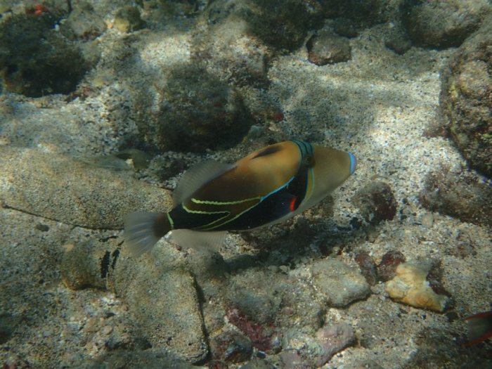 Rhinecanthus rectangulus