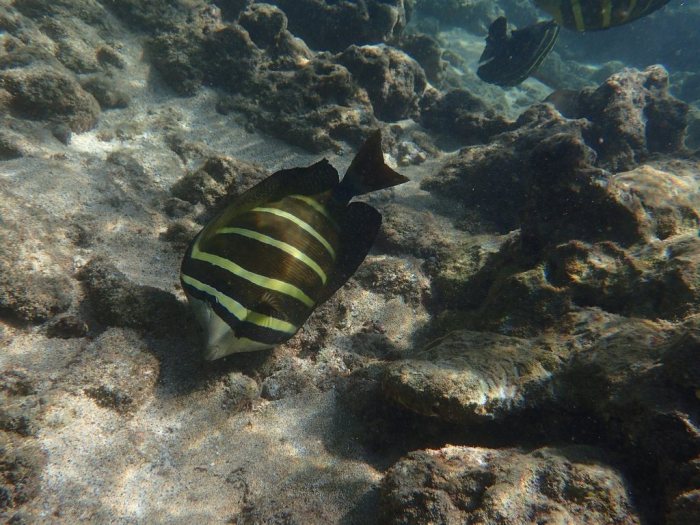 Zebrasoma velifer