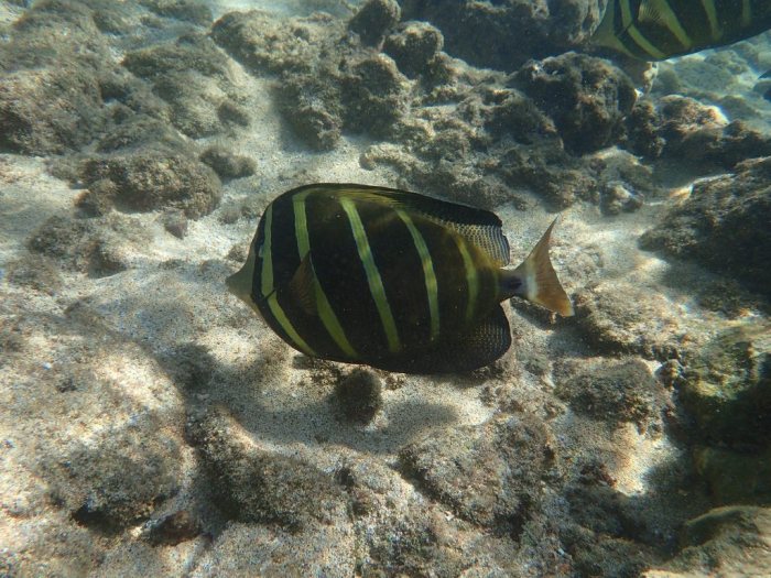 Zebrasoma velifer