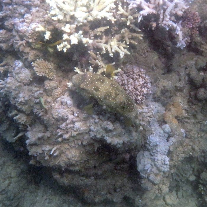 Arothron hispidus