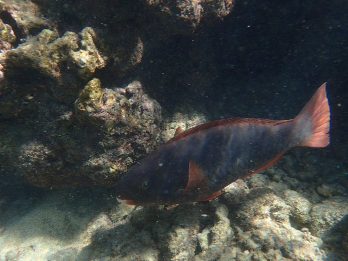 Poisson-perroquet