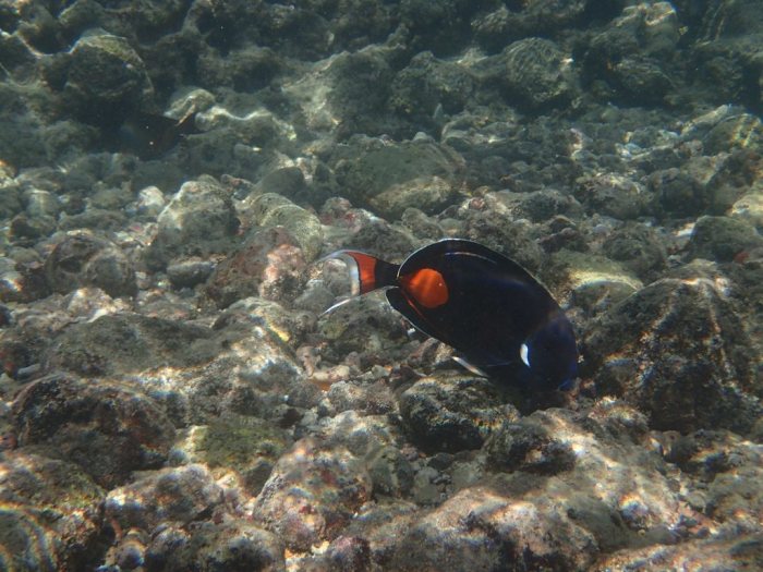 Acanthurus achilles