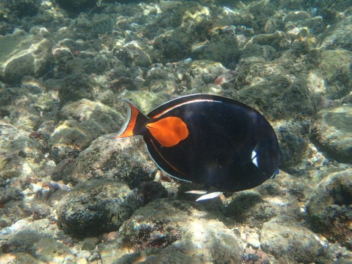 Acanthurus achilles