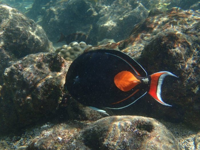 Acanthurus achilles