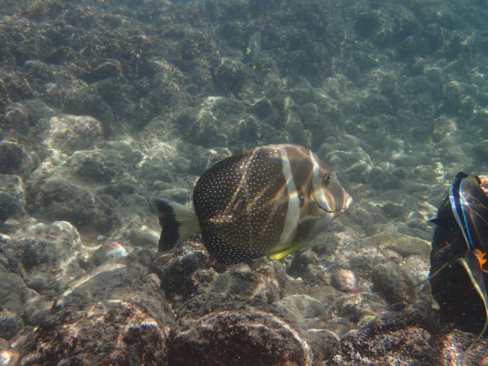 Acanthurus guttatus