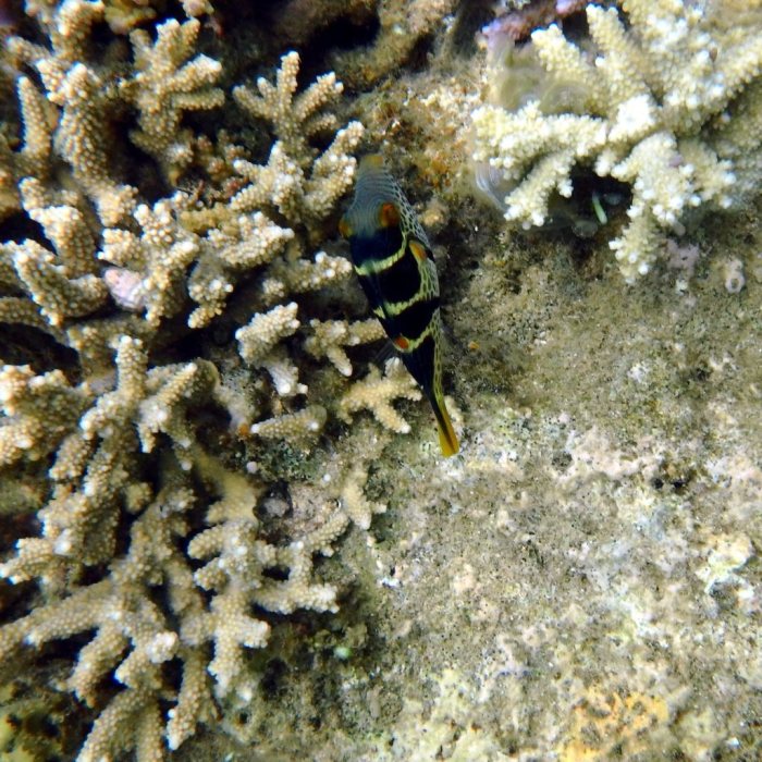 Canthigaster valentini