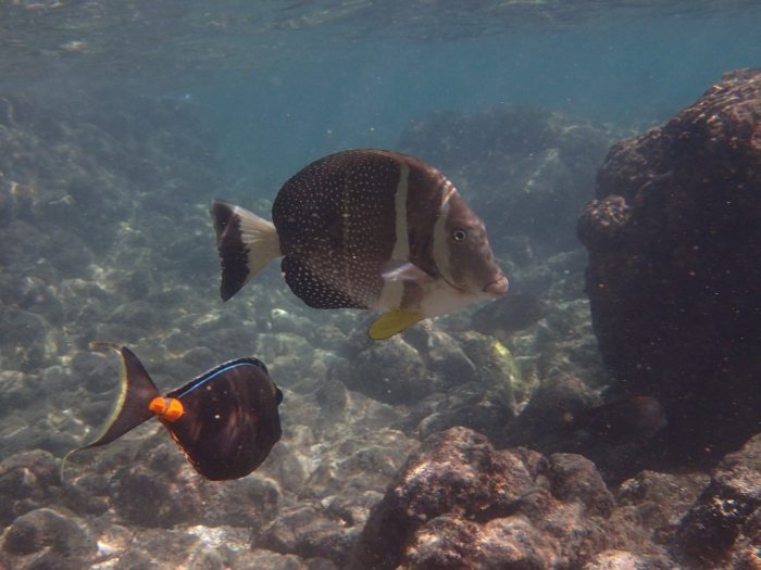 Acanthurus guttatus