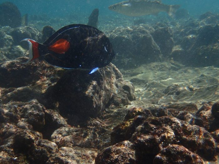 Acanthurus achilles