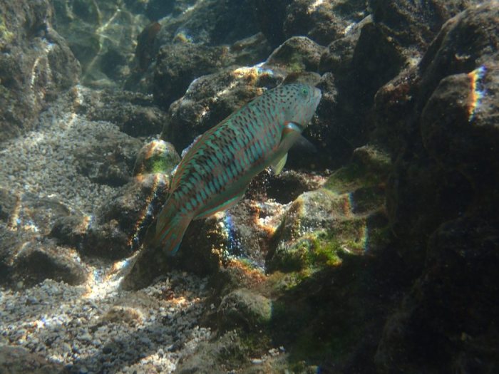 Thalassoma trilobatum