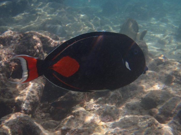 Acanthurus achilles