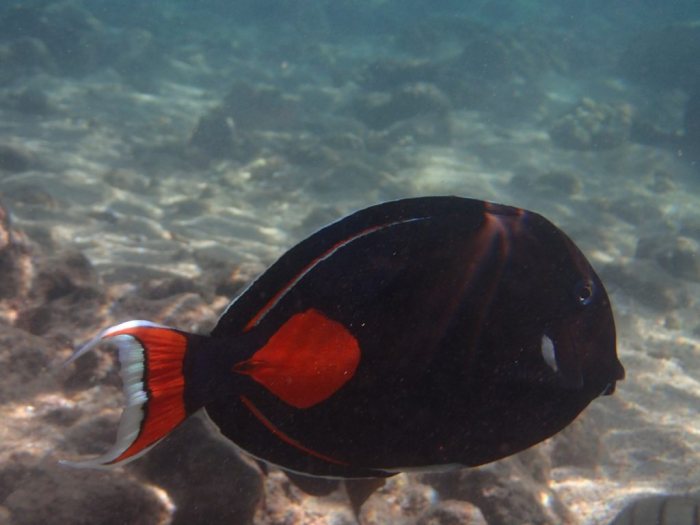 Acanthurus achilles