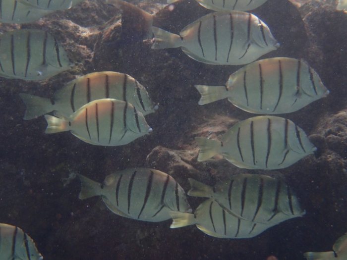 Acanthurus triostegus