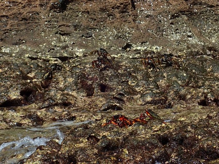 Crabe
