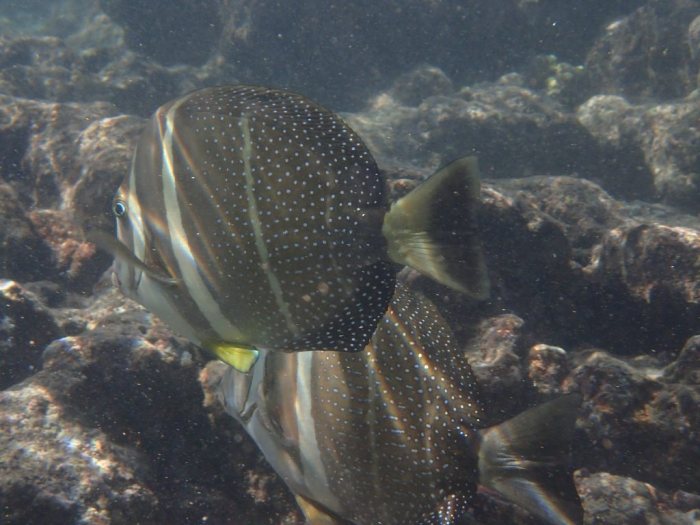 Acanthurus guttatus
