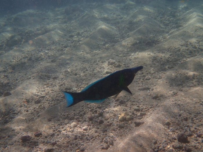 Gomphosus varius
