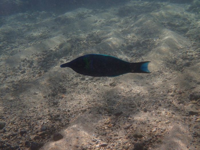 Gomphosus varius