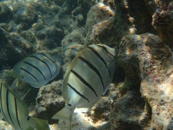 Acanthurus triostegus