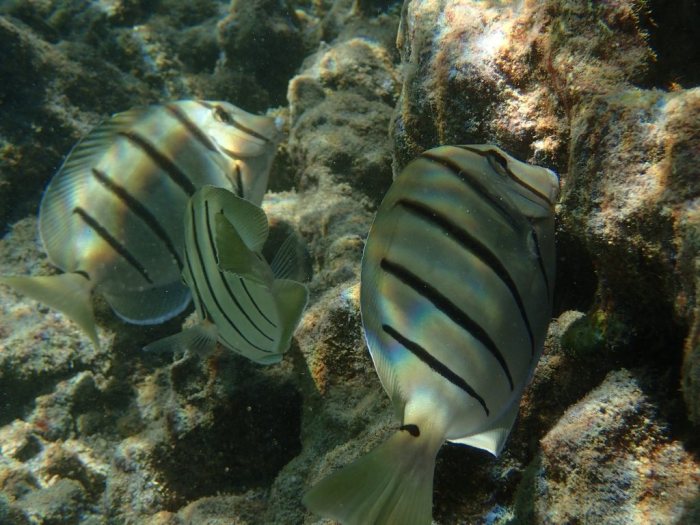 Acanthurus triostegus