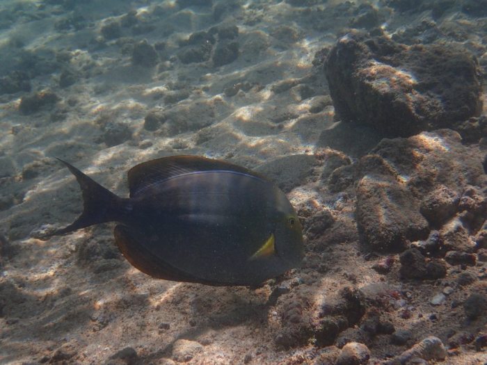 Acanthurus xanthopterus