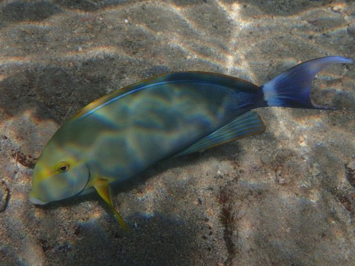 Acanthurus xanthopterus