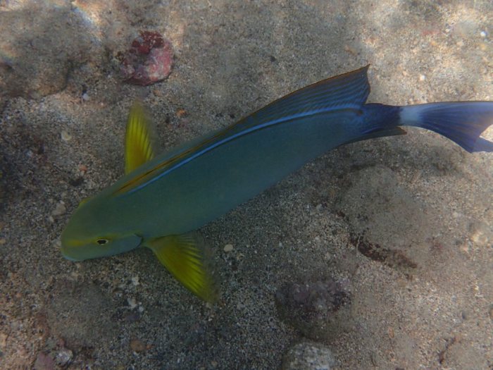 Acanthurus xanthopterus