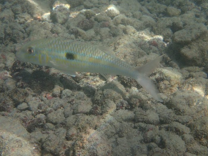 Mulloidichthys flavolineatus
