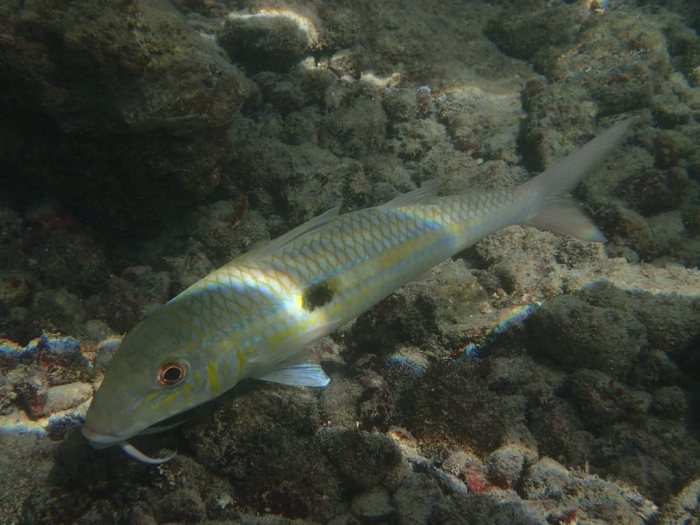 Mulloidichthys flavolineatus