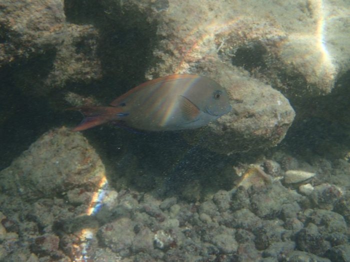 Poisson-chirurgien