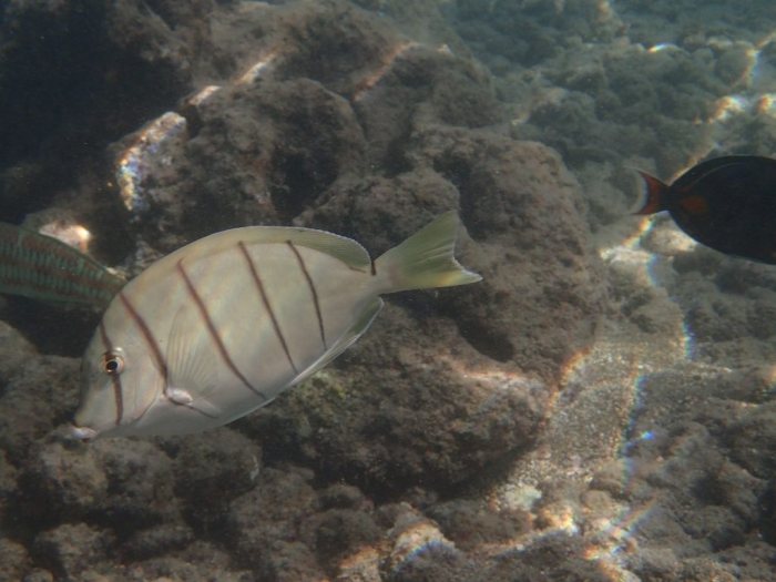Acanthurus triostegus