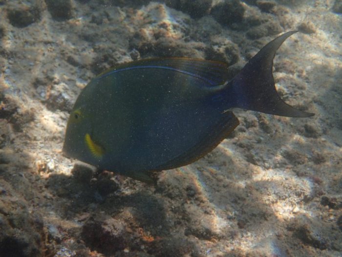 Acanthurus xanthopterus
