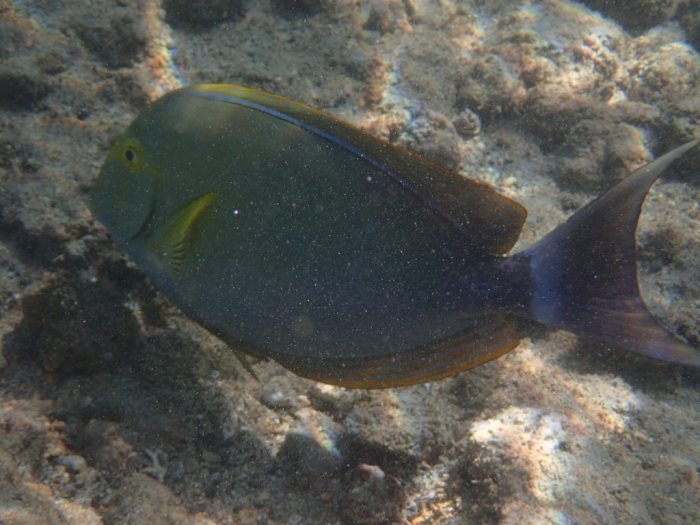 Acanthurus xanthopterus